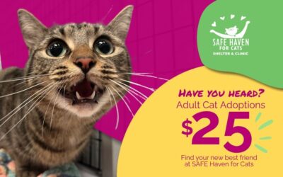 Make This a Purrfect Summer—Adult Cats Only $25!