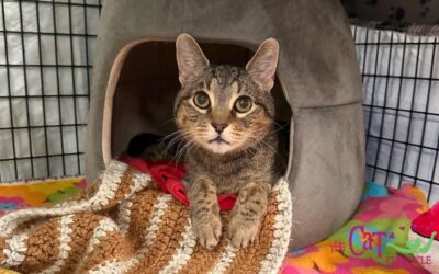 The Cat Chronicle – July 2025