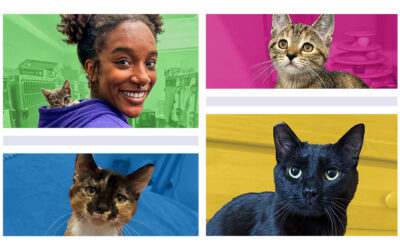 What to Expect at Clear the Shelters