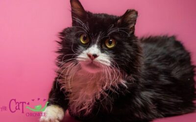 The Cat Chronicle – September 2025