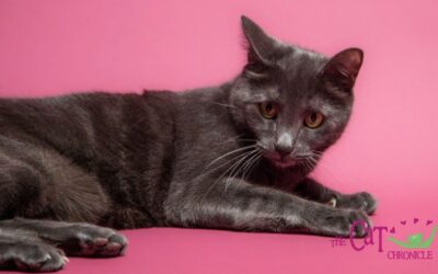 The Cat Chronicle – October 2025