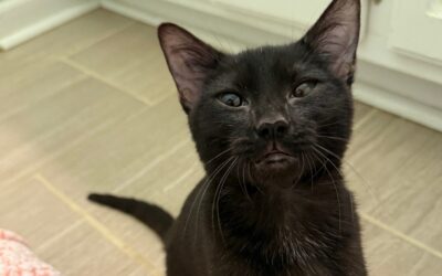 Freya’s Second Chance