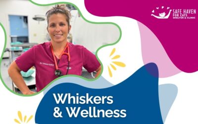 Step into the Operating Room: Win a Behind-the-Scenes Experience with Dr. Kutner and the SAFE Care Team!