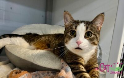 The Cat Chronicle – November 2025