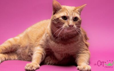 The Cat Chronicle – December 2025