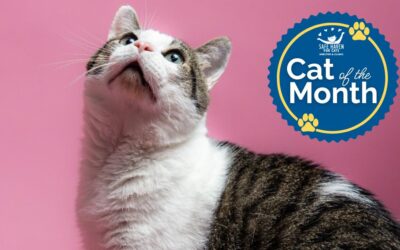 Cat of the Month: Fento