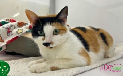 The Cat Chronicle – January 2026