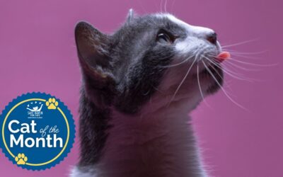 Cat of the Month: Swiffer