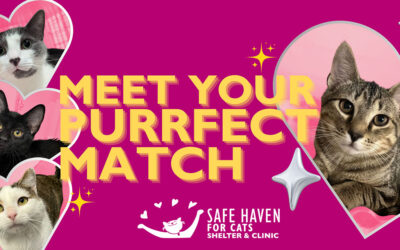 Valentine’s Day: Find Your Purrfect Match