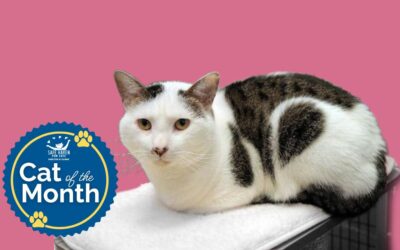 Cat of the Month: Boomers