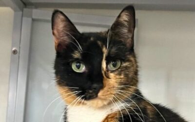 The Cat Chronicle – March 2026