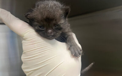 Cogsworth’s Story: When SAFE Haven Says Yes