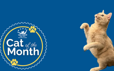 It’s Jazz: Our April Cat of the Month