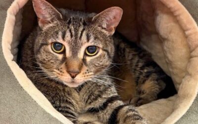 The Cat Chronicle – June 2026