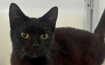 The Cat Chronicle – July 2026