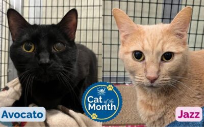 Cats of the Month for July: Jazz and Avocato