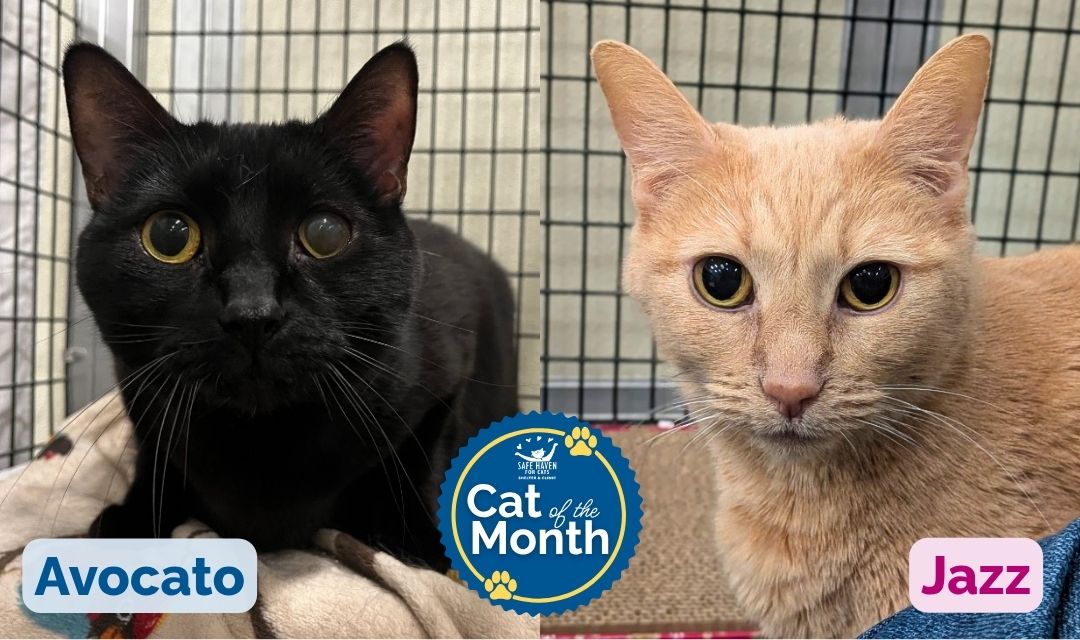 Cats of the Month for July: Jazz and Avocato