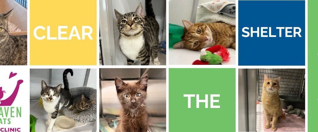 Clear the Shelters: The Ultimate Cat Adoption Party!