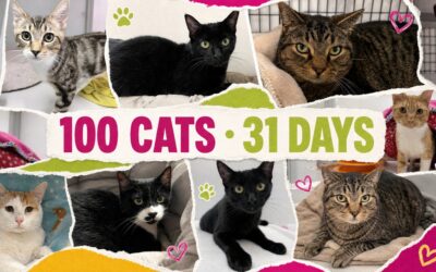 100 Cats. 31 Days. Let’s Go!