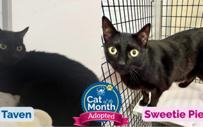 Cats of the Month for September: Taven and Sweetie Pie