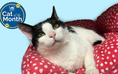 Cats of the Month for October: Binary Fission