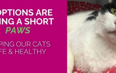 Adoptions Paused Through Oct 12