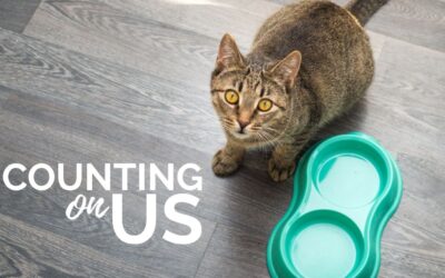 SAFE Haven Pet Food Drive
